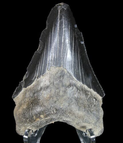 Serrated, Fossil Megalodon Tooth - Georgia #77535